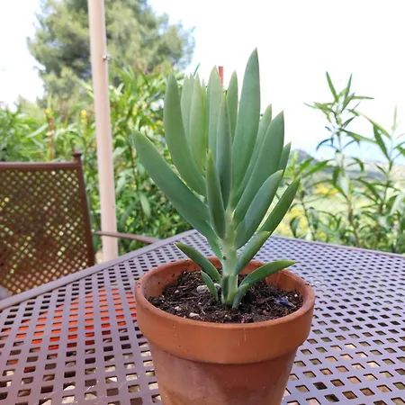 Iliaxtida Apartmán *